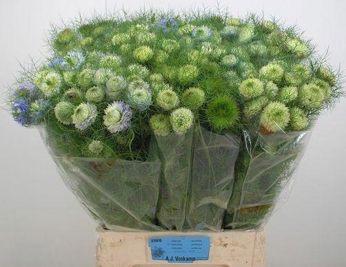 <h4>NIGE DAMASCENA OV</h4>