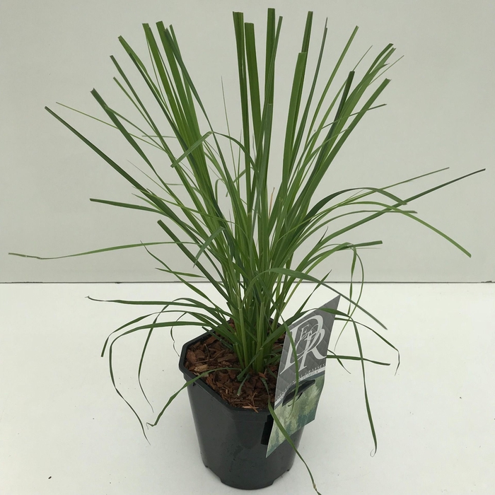 Cortaderia selloana Pumila