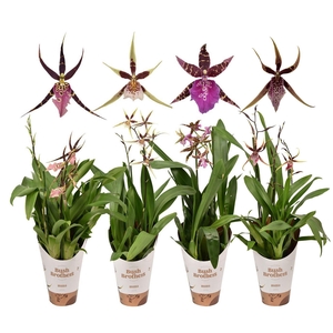 BRASSIA SUMMER DREAM