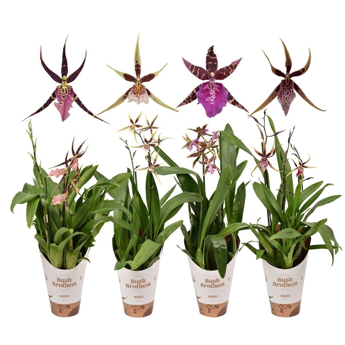 <h4>BRASSIA SUMMER DREAM</h4>