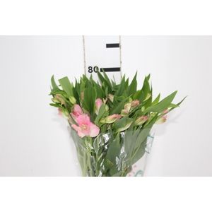 ALSTROEMERIA DUBAI 080 CM