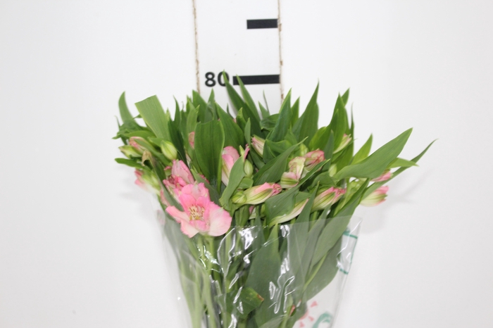 <h4>ALSTROEMERIA DUBAI 080 CM</h4>