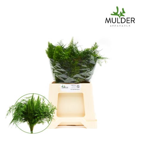 <h4>Snijgroen Asp mix 3 varietys 50cm</h4>