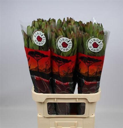 <h4>Leucad Saf Goldstrik</h4>