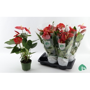 .Anthurium arebo
