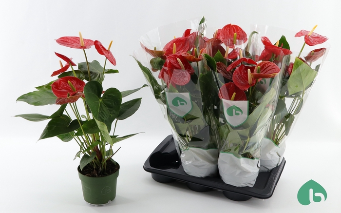 <h4>.Anthurium arebo</h4>