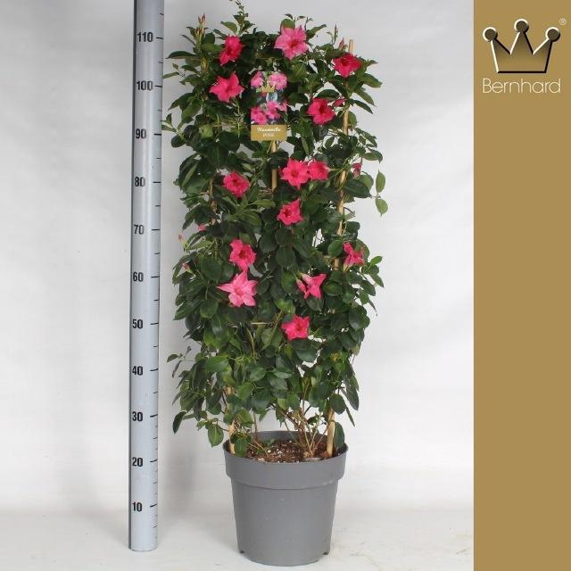 <h4>MANDE SUN PINK</h4>