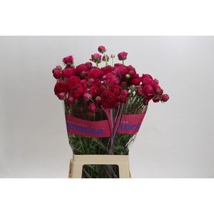 Ranunculus Romance Etretat