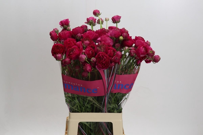 <h4>Ranunculus Romance Etretat</h4>