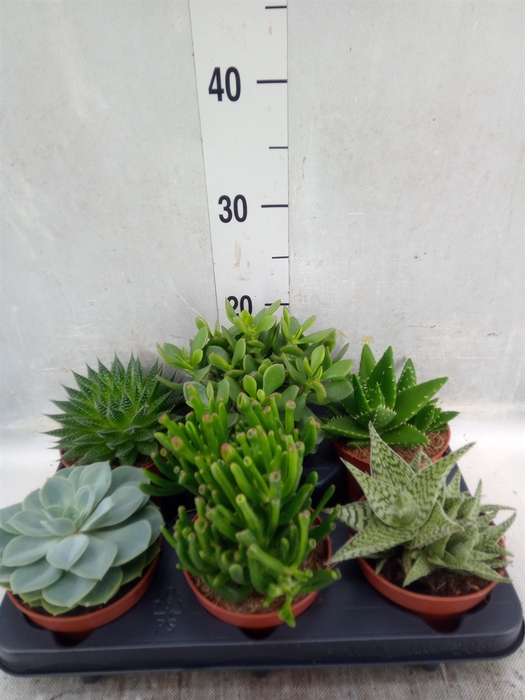 Succulents   ...mix 6