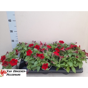 PET SURF RED