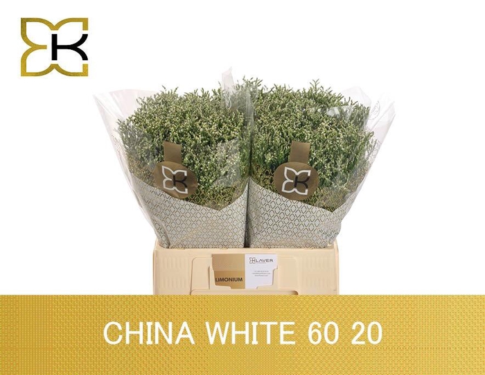 <h4>LIM SIN CHINA WHITE</h4>