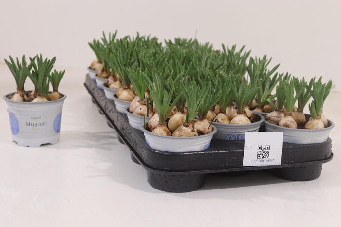 <h4>MUSCAR ARMENIACUM</h4>