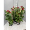 Rosa Fl Grand Select