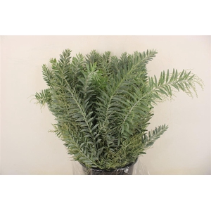 Mimosa Luna D'argento P Bunch