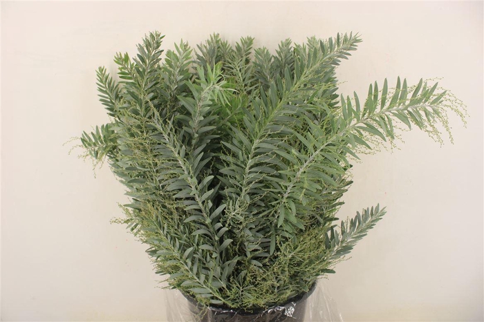 <h4>Mimosa Luna D'argento P Bunch</h4>