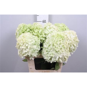 Hydr Pa Limelight