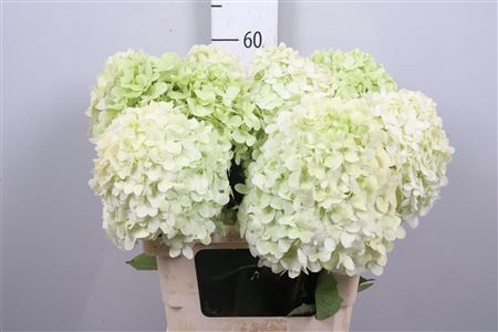 <h4>Hydr Pa Limelight</h4>