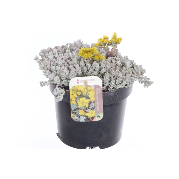 <h4>Sedum spath. Cape Blanco</h4>