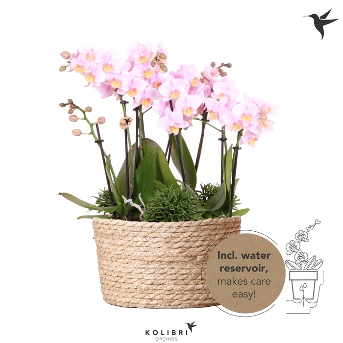 <h4>Kolibri Orchids Phalaenopsis Jungle Bouquet pink 6 spike in Reed Basket with watering system</h4>