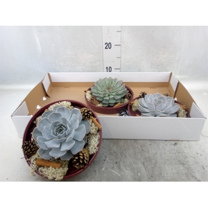 Arr.  Succulents L%