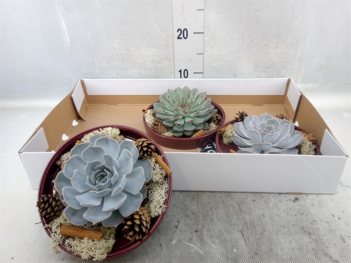 <h4>Arr.  Succulents L%</h4>