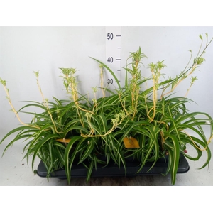 Chlorophytum com. 'Bonnie'