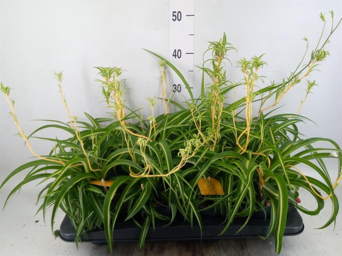 <h4>Chlorophytum com. 'Bonnie'</h4>