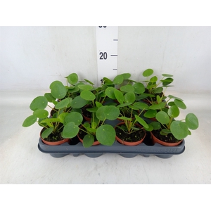 Pilea peperomoides