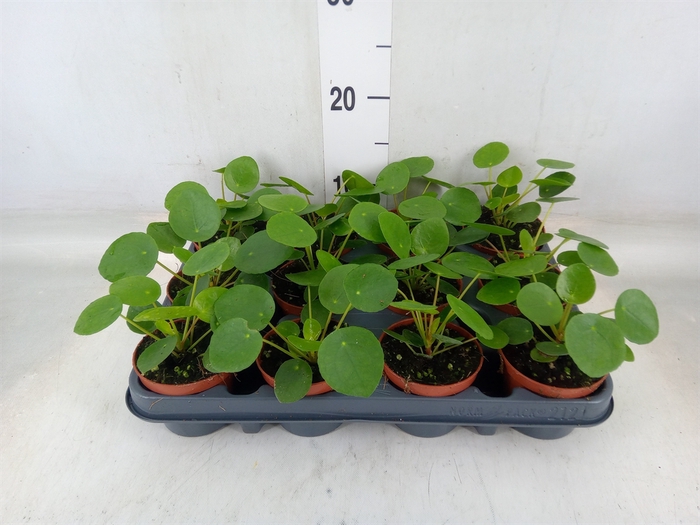 <h4>Pilea peperomoides</h4>