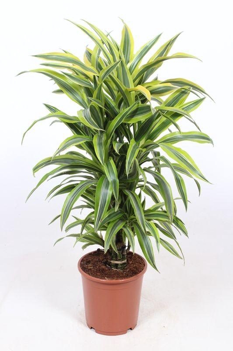 <h4>Dracaena Lemon Lime</h4>