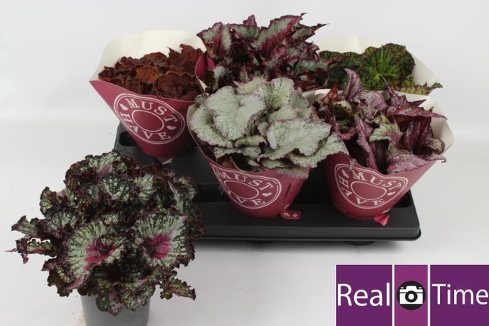 <h4>BEG BEL GEM</h4>