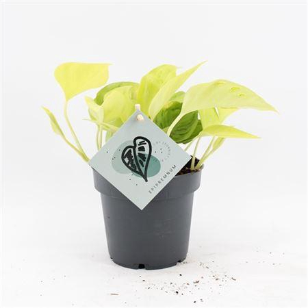 <h4>Epipremnum Champs Élysées</h4>