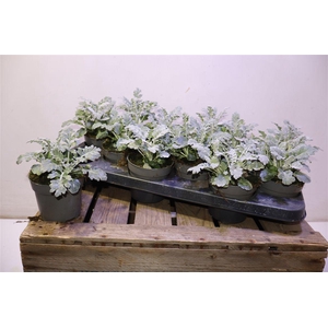 arr8 Jacobaea Maritima