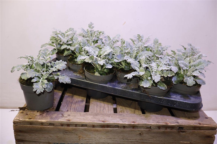 <h4>Jacobaea Maritima</h4>