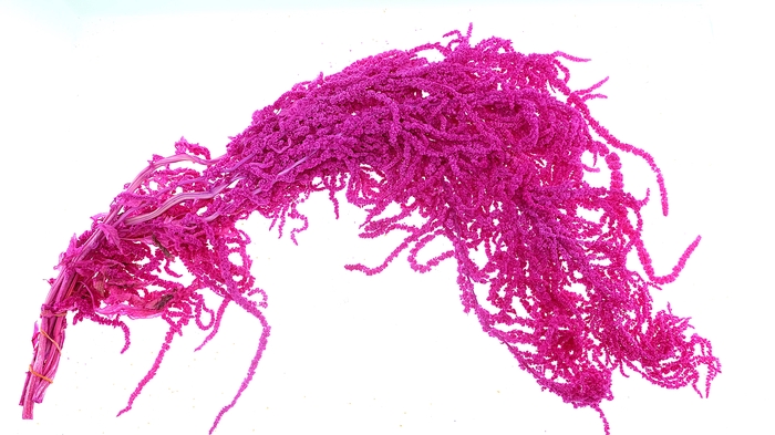 <h4>Amaranthus Preserved Cerise</h4>