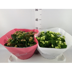 Kalanchoe blos.   ..rosebud mix  4