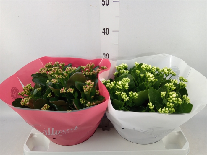 <h4>Kalanchoe blos.   ..rosebud mix  4</h4>