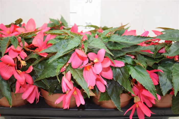 <h4>Begonia Waterfall Pink</h4>