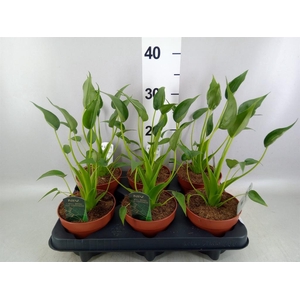 Alocasia  'Tiny Dancers'