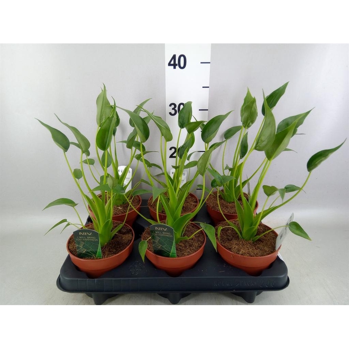 <h4>Alocasia  'Tiny Dancers'</h4>