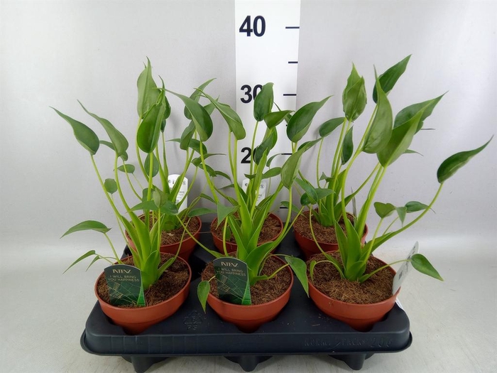 <h4>Alocasia  'Tiny Dancers'</h4>