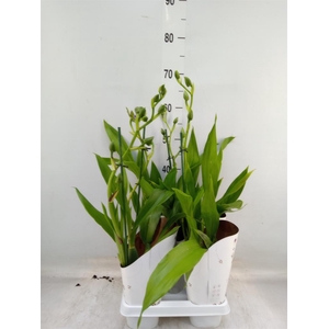 Zygopetalum  'Louisendorf'