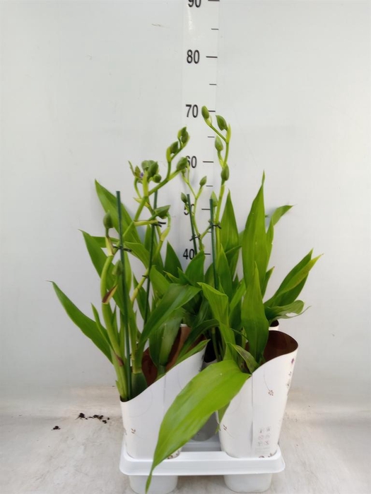 <h4>Zygopetalum  'Louisendorf'</h4>