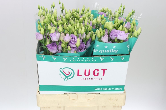 <h4>Eust Du Lisanne Lavendel</h4>