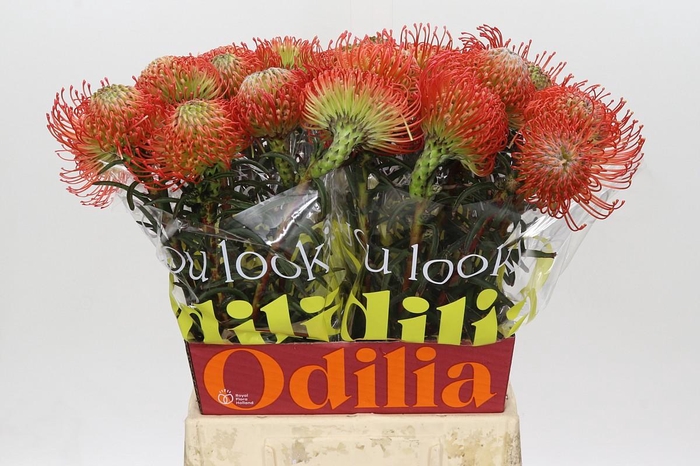 <h4>Nutans Succession</h4>