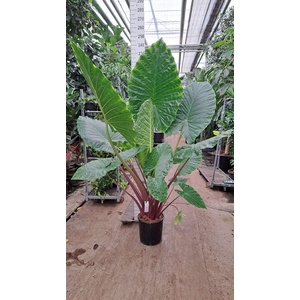 Alocasia  'Regal Shields'