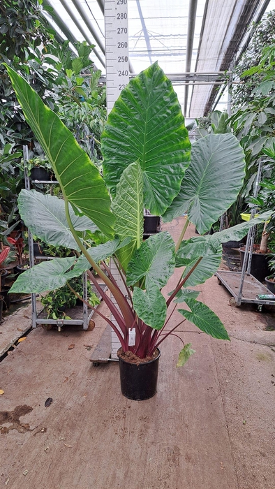 <h4>Alocasia  'Regal Shields'</h4>