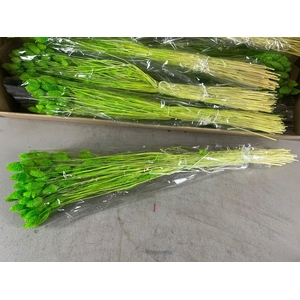 DF Phalaris Bs L.Green 100g