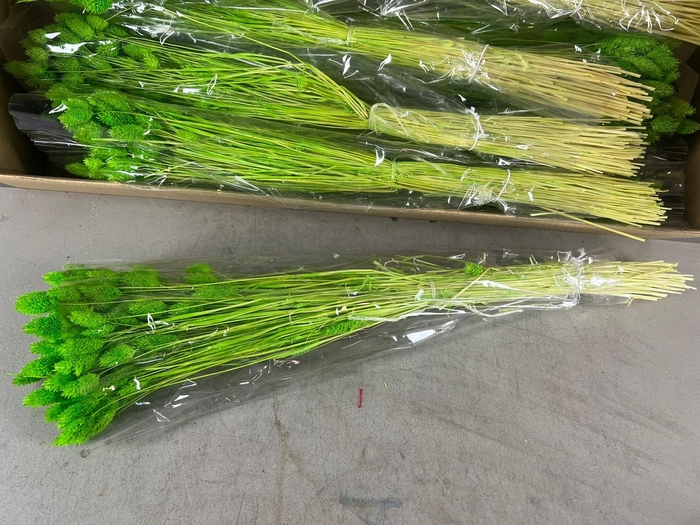 <h4>DF Phalaris Bs L.Green 100g</h4>